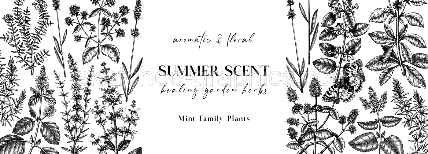 Hand sketched medicinal herbs banner design. Vector mint plants sketches. Vintage summer herbs and wildflowers template. Botanical background with floral elements in engraved style.  Illustration